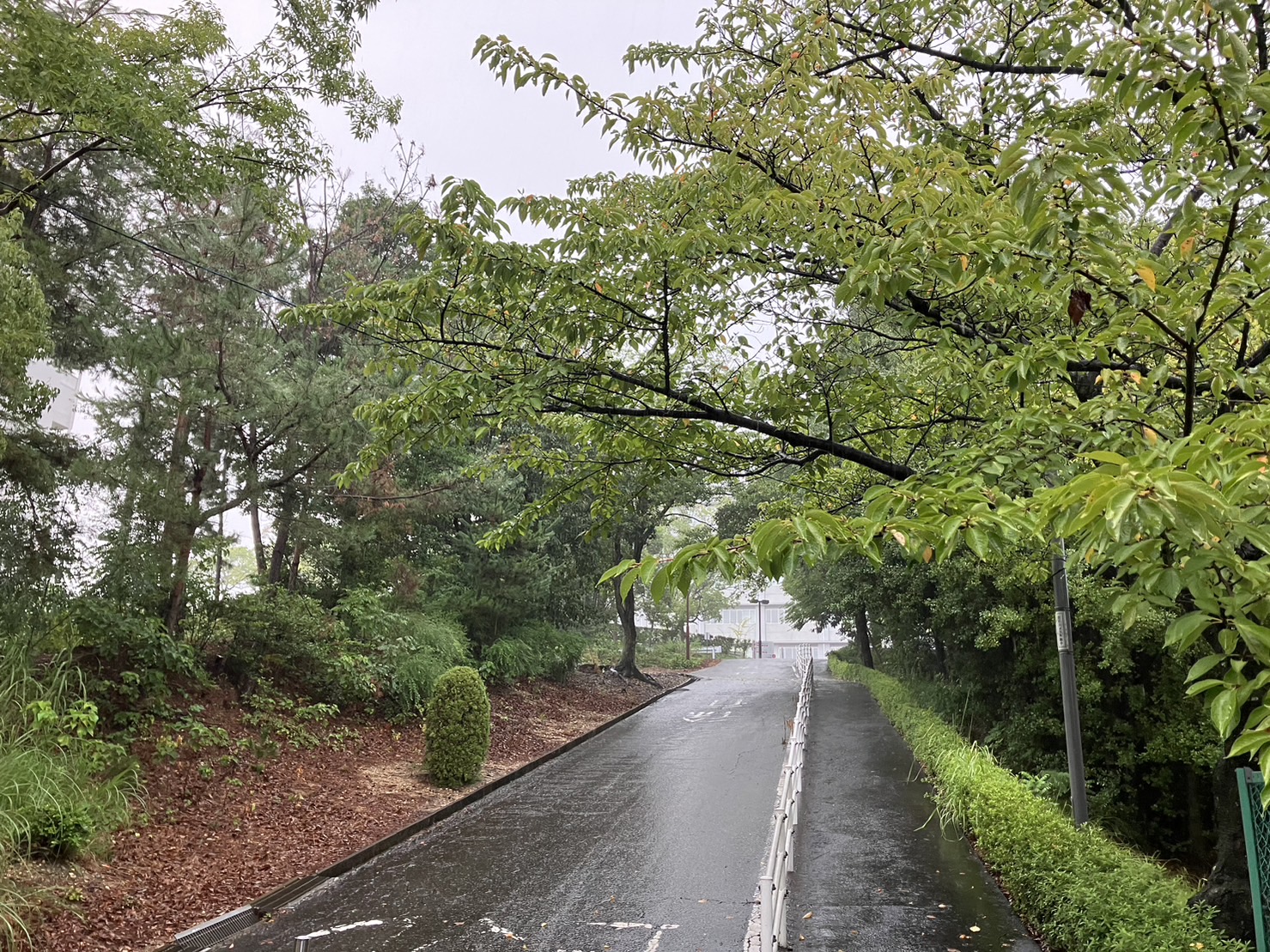 卒業式ぶりの大学