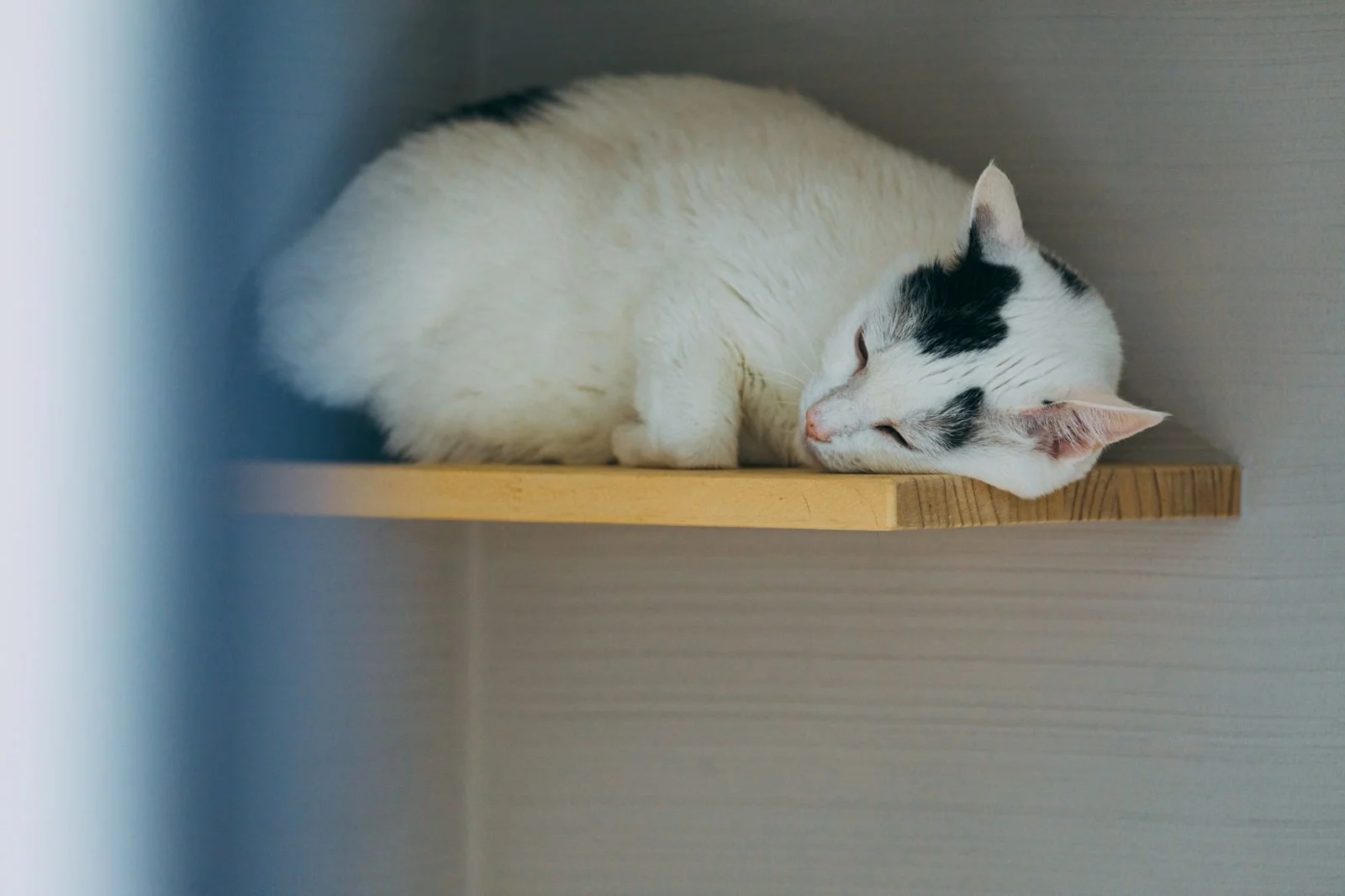 ペットと一緒に豊かに暮らす－猫が喜ぶお家