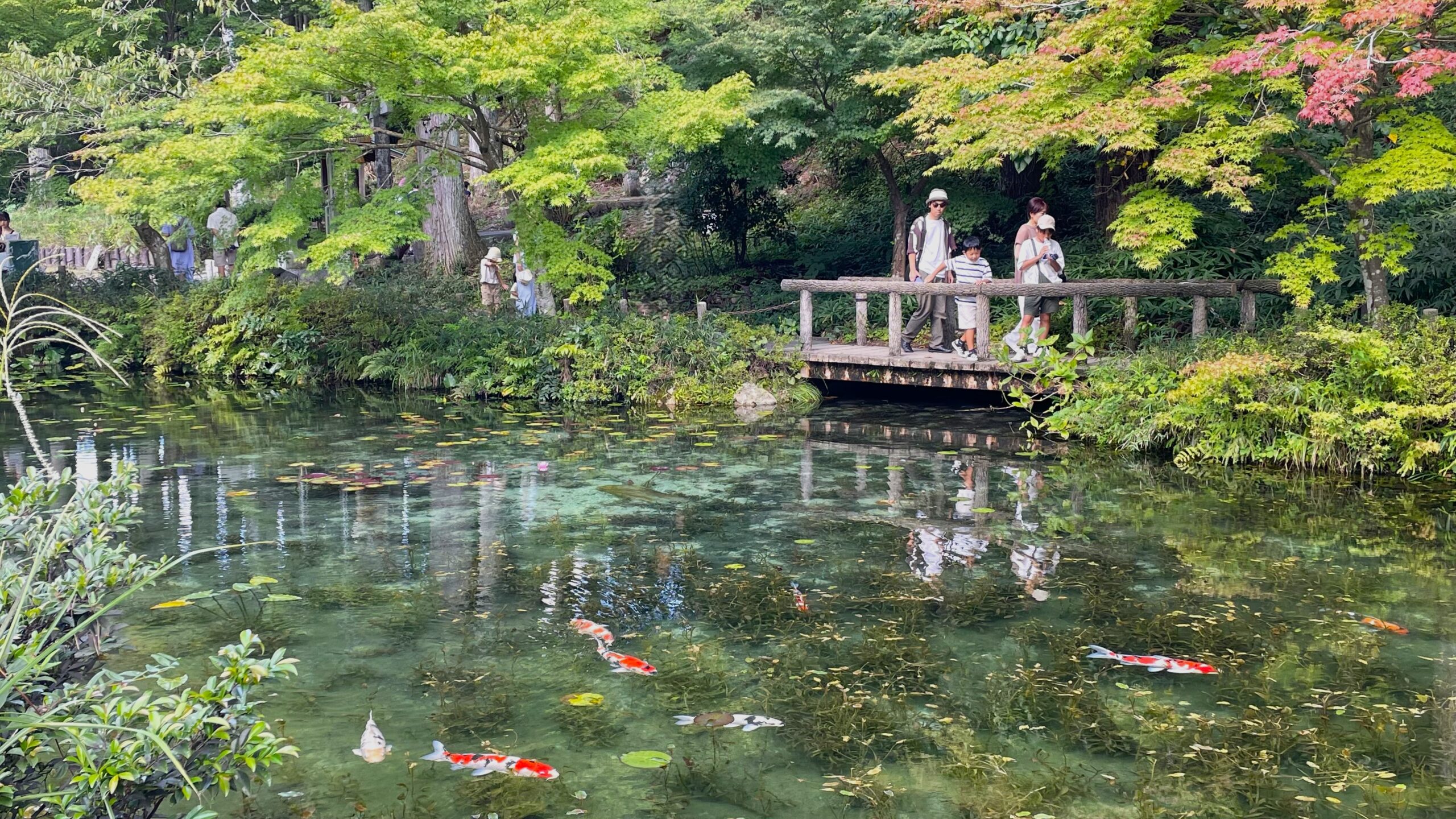 モネの池