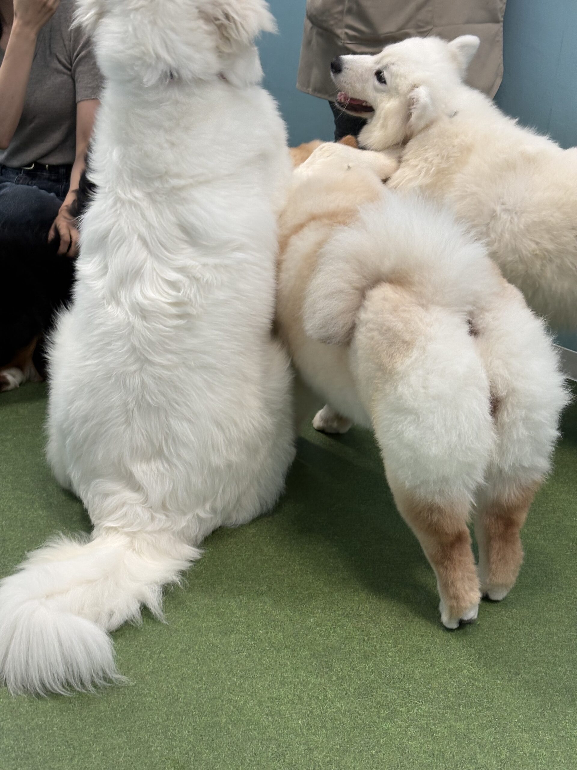 大型犬とふれあう