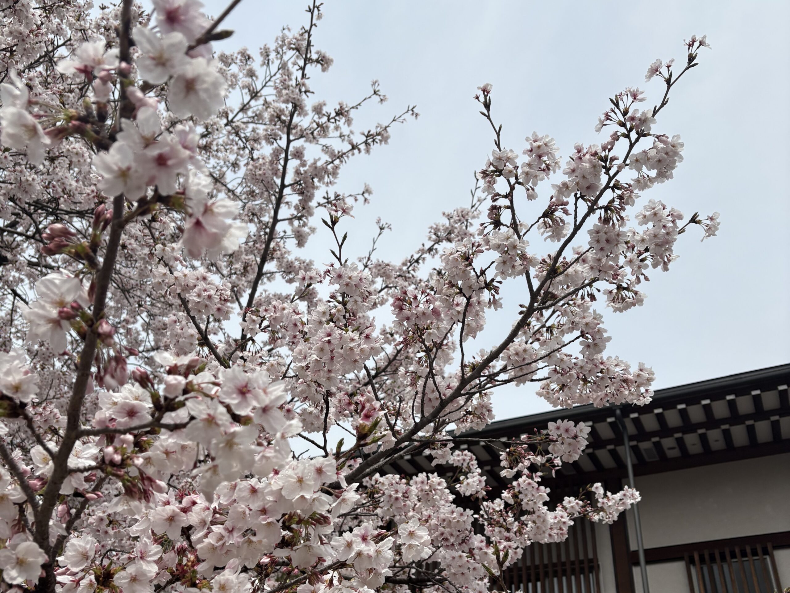 4月になりましたね