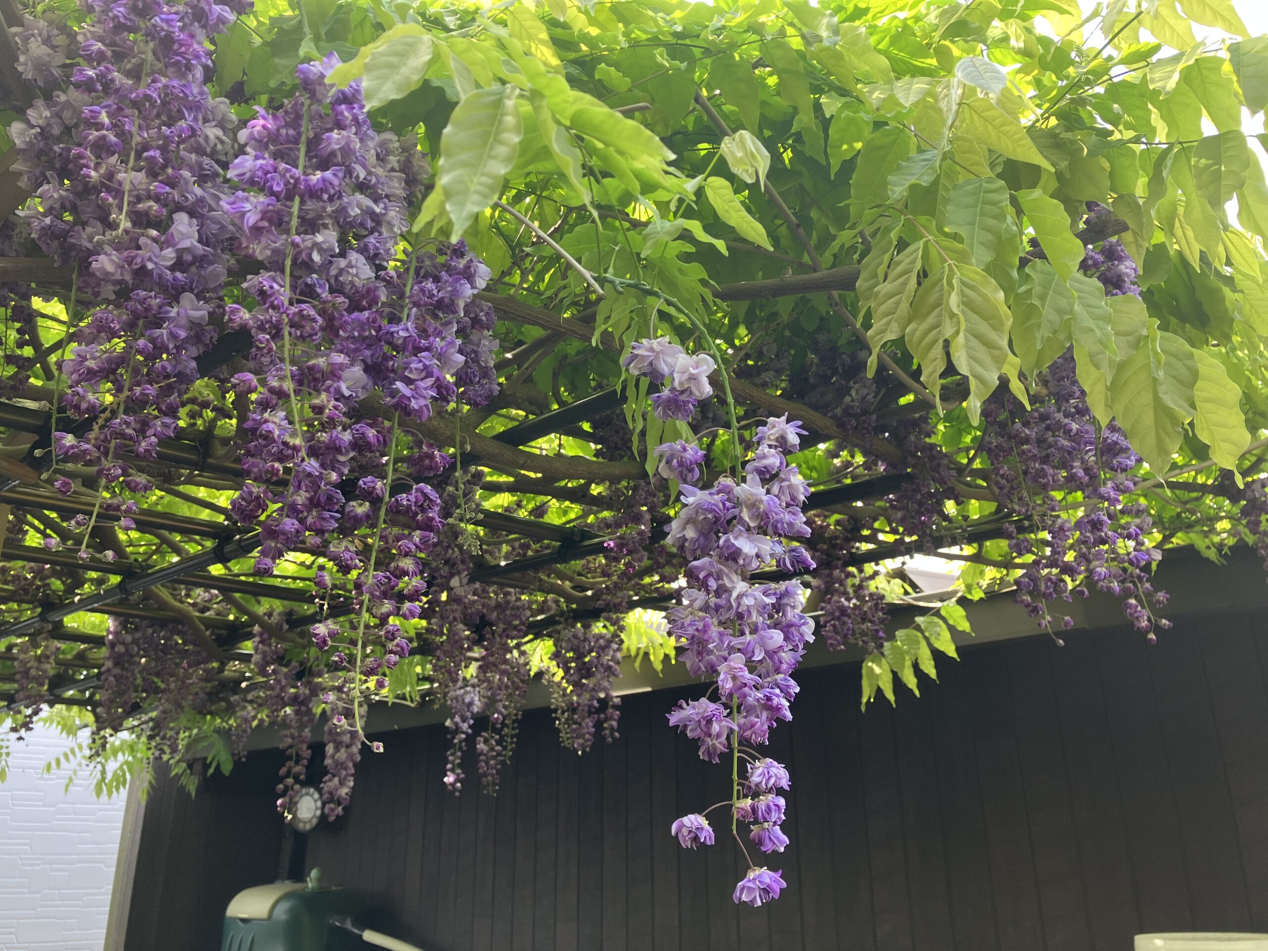 藤の花満開です